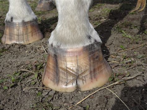 The importance of regular maintenance for a magic cushion for laminitis